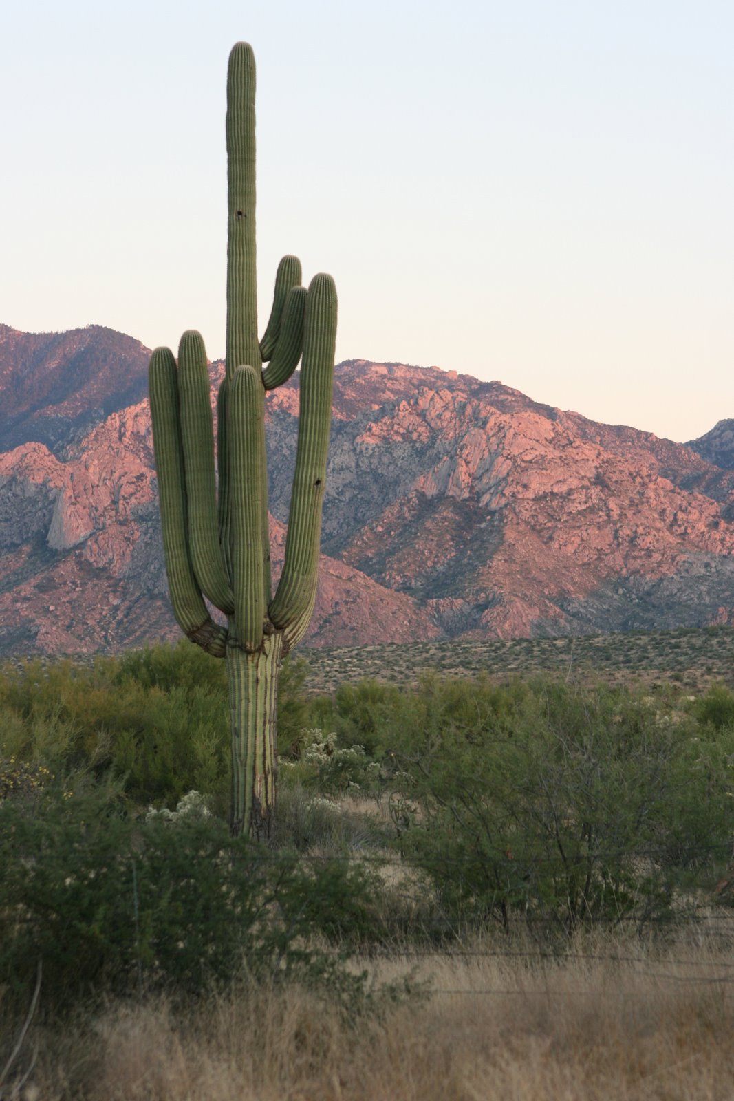 [trina_cactus.jpg]