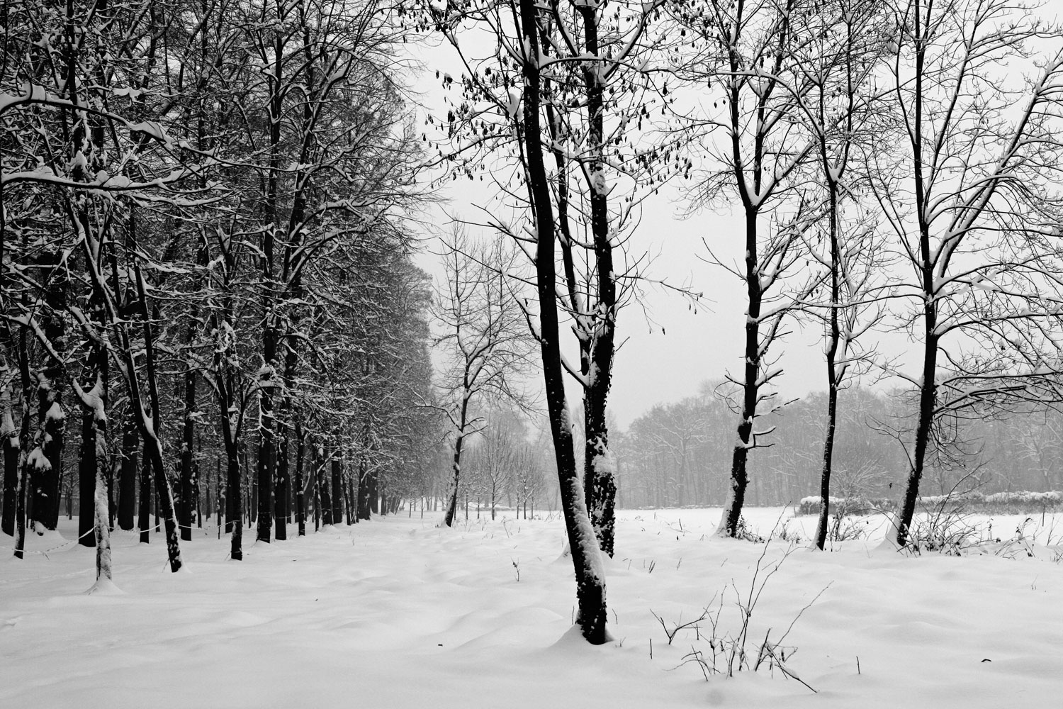 [IMG_1535_bw.jpg]