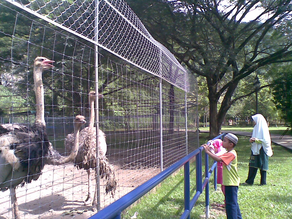 gunung berkelah