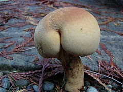 Mushrooms Porn 105