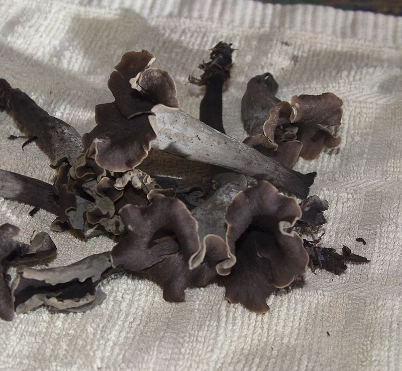 Trumpets of Death? My daughter found these, we think they are black trumpets 