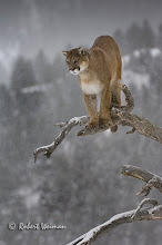Mountain Lion Winter 09