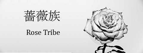 Rose Tribe
