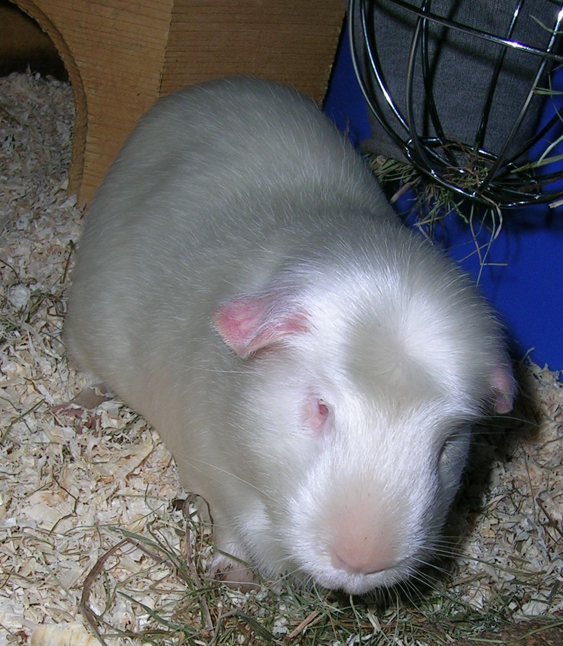 Was kostet einschlafern meerschweinchen KfzVersicherung