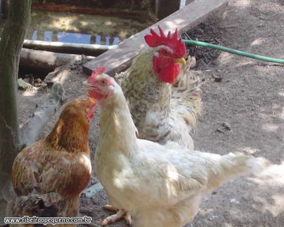 [galinhas.jpg]