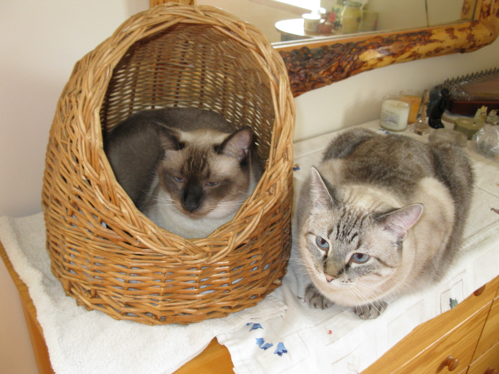 Morning's Minion Basket Cases [Cats in Baskets]