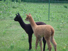 Solstice et Laïka, juin 2007