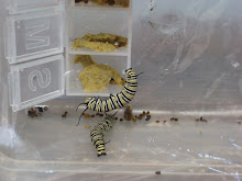 Rearing Chamber/ 2 caterpillars
