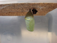 Pretty Monarch Chrysalis