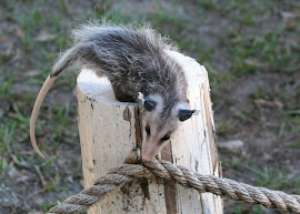 "Bud" the Opossum