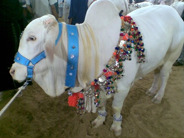 மாட்டு சந்தை !!!!! Cows+in+the+market+for+this+Eid-ul-Azha+20