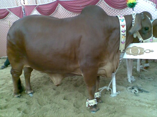 மாட்டு சந்தை !!!!! - Page 2 Cows+in+the+market+for+this+Eid-ul-Azha+28