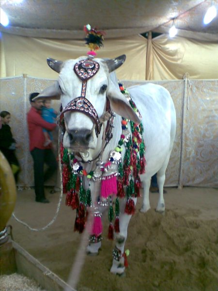 மாட்டு சந்தை !!!!! Cows+in+the+market+for+this+Eid-ul-Azha+10