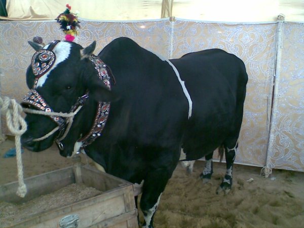 மாட்டு சந்தை !!!!! Cows+in+the+market+for+this+Eid-ul-Azha+7