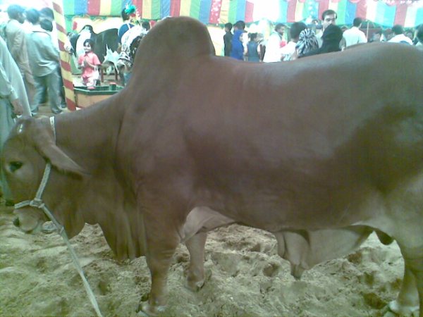 மாட்டு சந்தை !!!!! Cows+in+the+market+for+this+Eid-ul-Azha+6