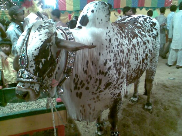 மாட்டு சந்தை !!!!! Cows+in+the+market+for+this+Eid-ul-Azha+5