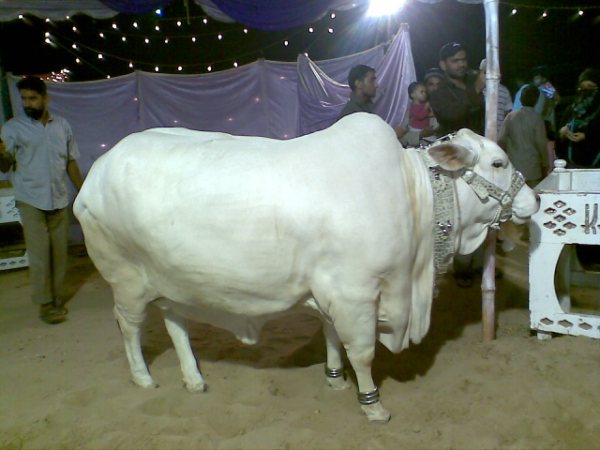 மாட்டு சந்தை !!!!! Cows+in+the+market+for+this+Eid-ul-Azha+1