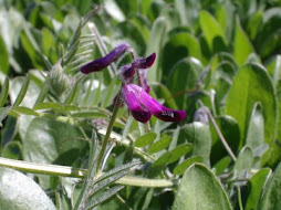 Vicia benghalensis