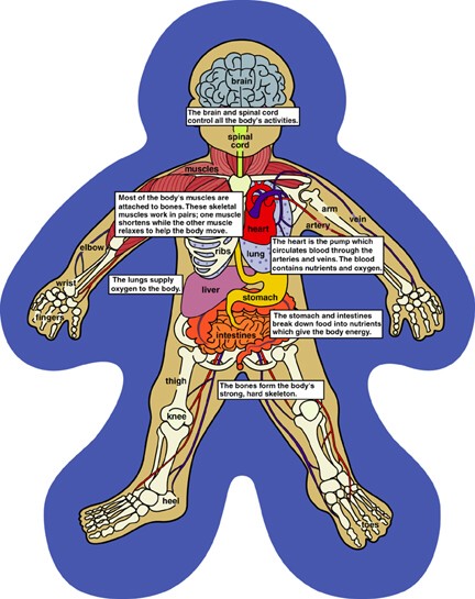 circulatory system diagram kids. digestive system diagram kids.