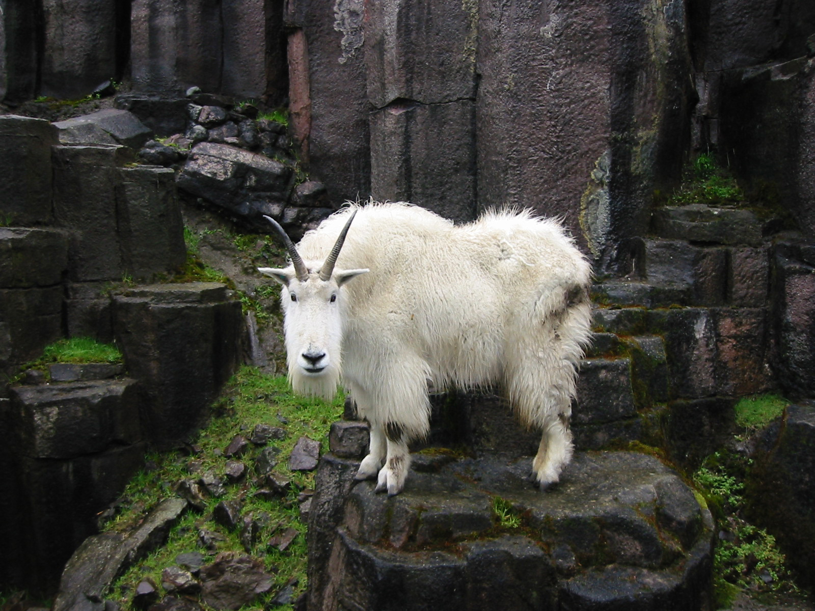 Grover and The Waff: Waffles the Mountain Goat