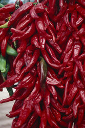 [redchile..jpg]