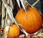 [Pumpkin.jpg]