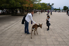 Sacred Deer in Miyajima
