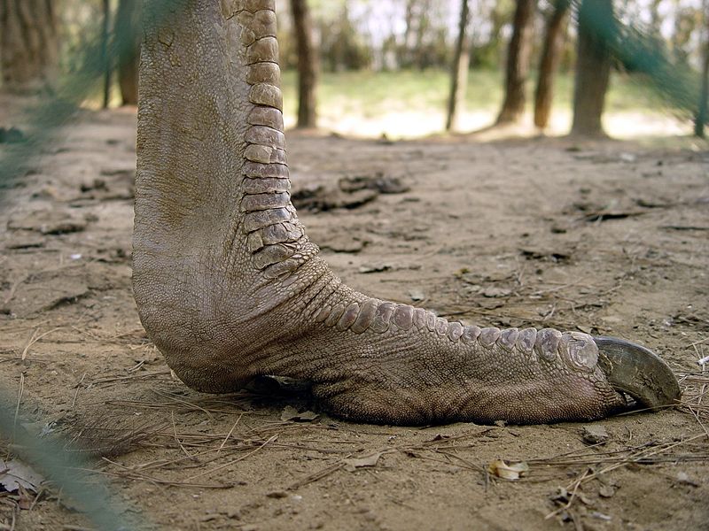 [Ostrich_Foot.jpg]