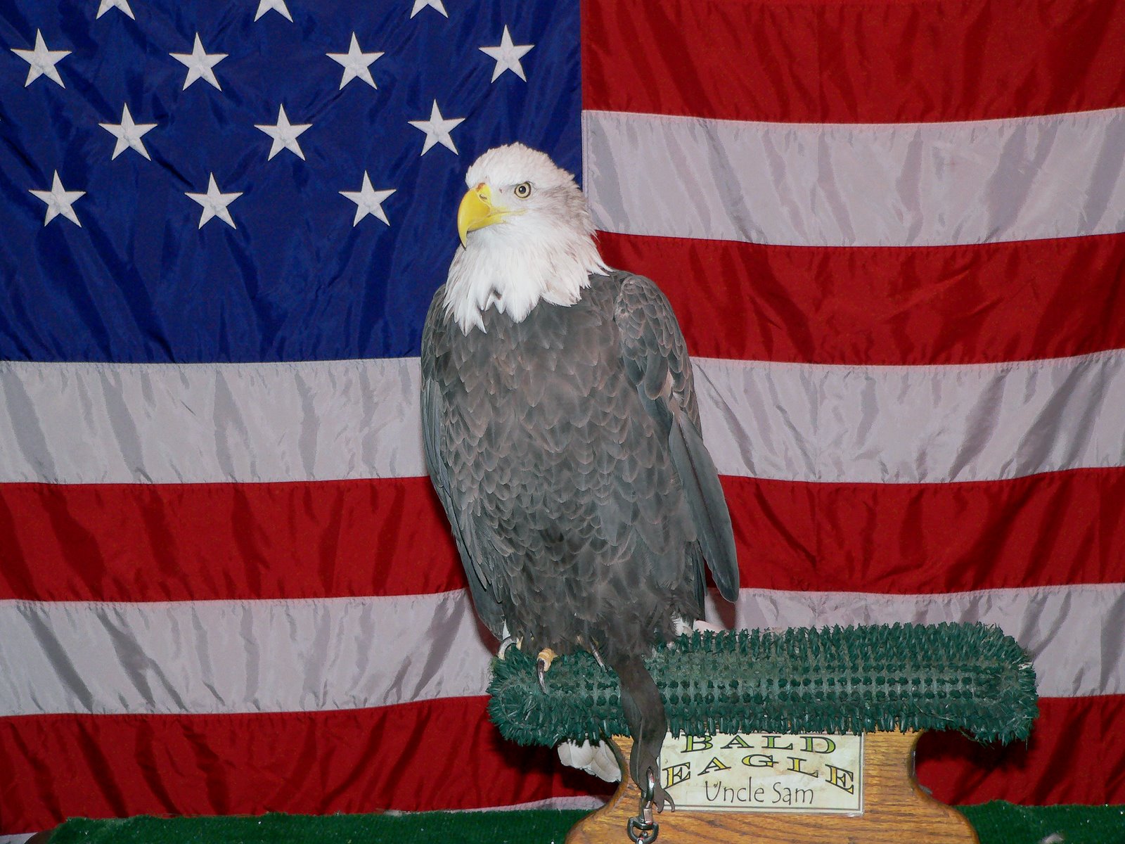 [Uncle+Sam+EAgle.jpg]