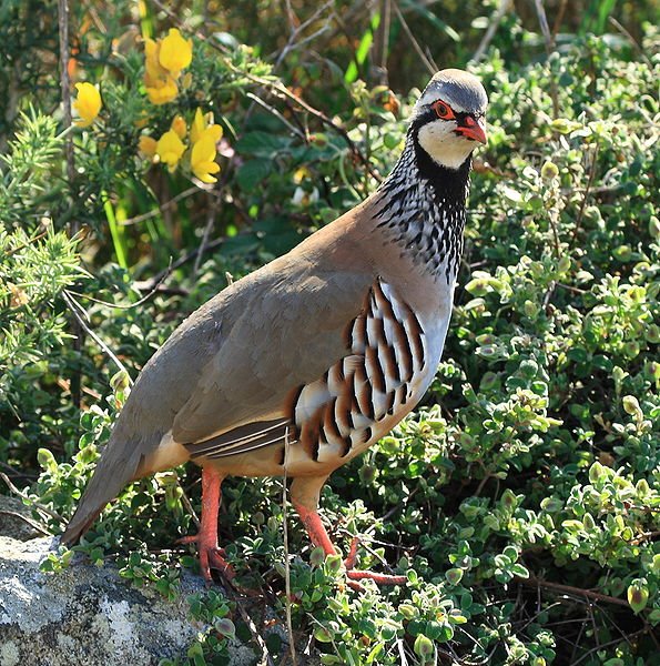 [Red-legged+Partridge.jpg]