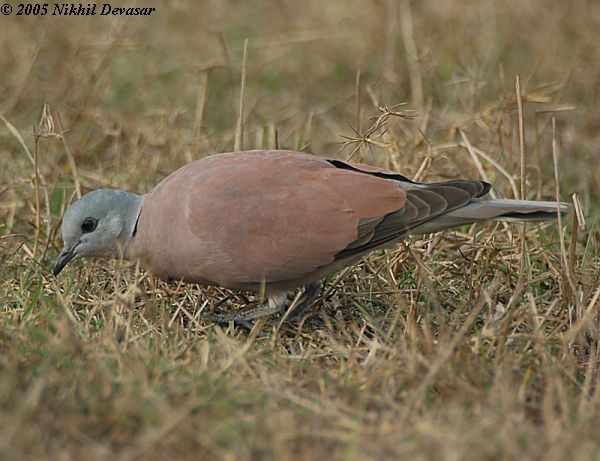 [25-70-1869+Red+Turtle+Dove+(Streptopelia+tranquebarica)+by+NikhilDevasar.jpg]