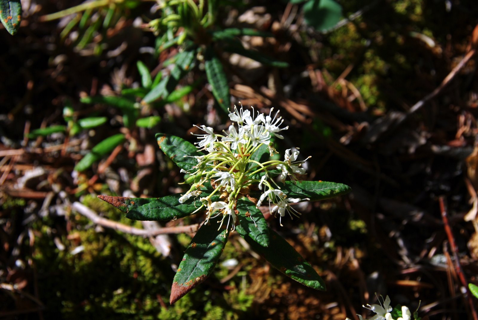The Blog Bog of the Tundra Labrador Tea in Bloom
