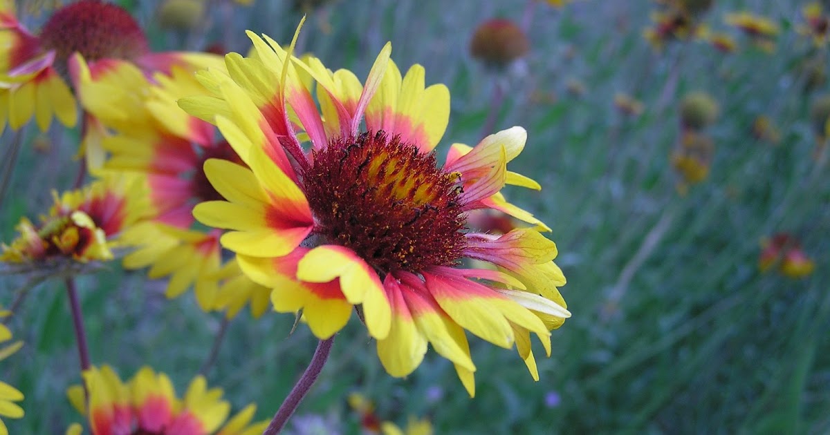 Montana Wildlife Gardener Top native plants