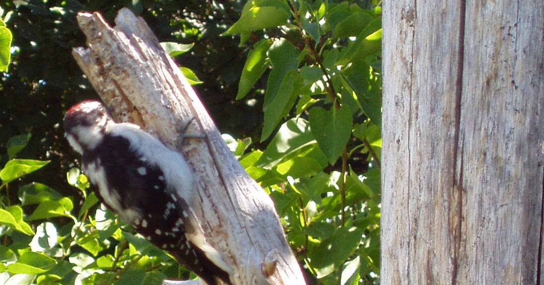 Montana Wildlife Gardener Plant a standing snag for wildlife