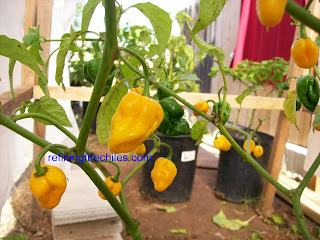 Trinidad Scorpion seeds, Bhut Jolokia seeds