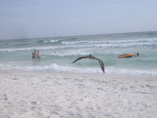 Pelican Sailing Down Beach