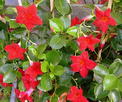 Plantas de floristeria la plaza: Plantas de exterior