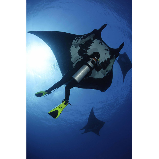 [Manta+Rays+Swim+With+Divers+_2.jpg]