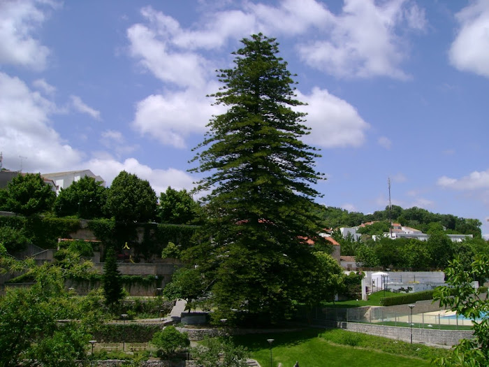 A IMPONENTE ARAUCÁRIA NA QUINTA DA VILA