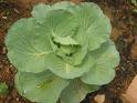 Indiana Cabbage