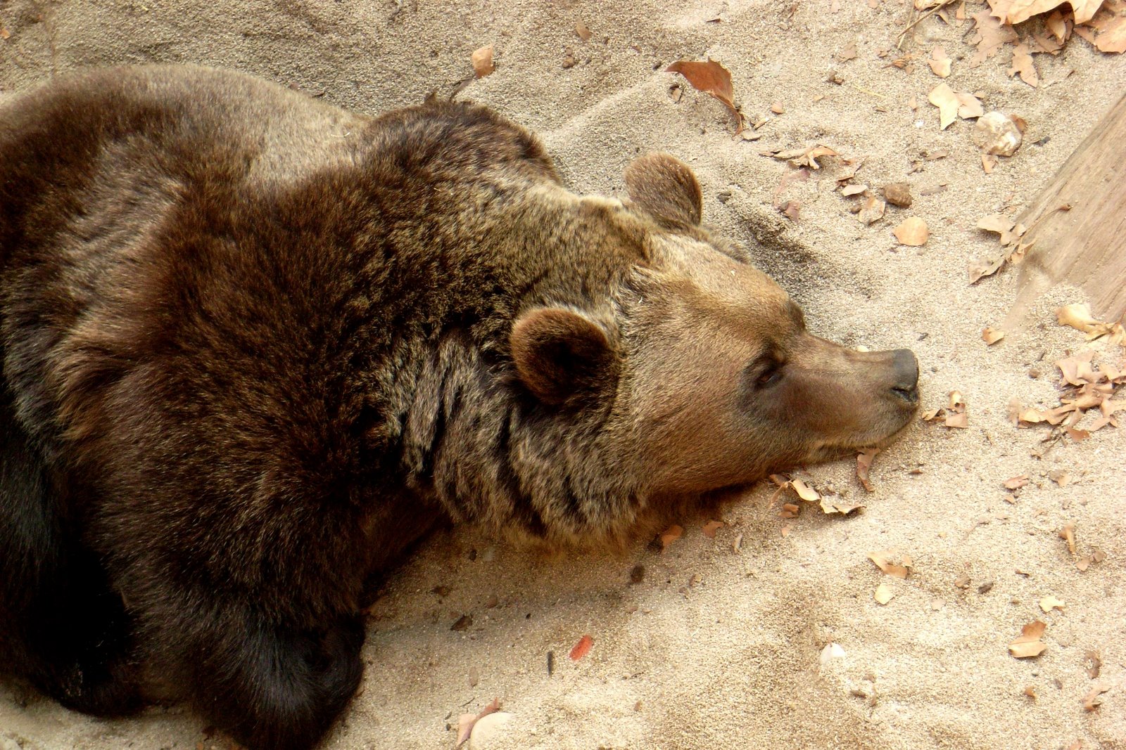 [Brown+bear+(Ursus+arctos)+sleeping+Barcelona+zoo.jpg]