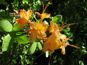 Future Plants By Randy Stewart Azalea Deciduous Hybrids
