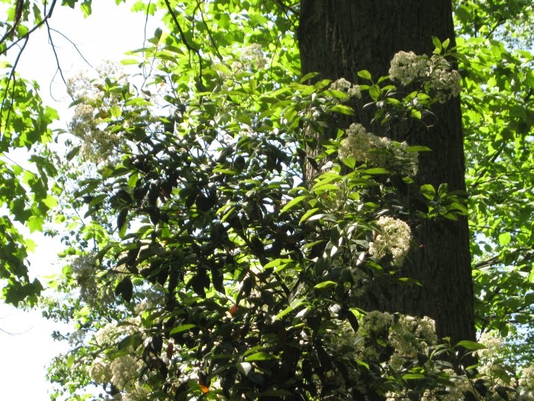 Future Plants By Randy Stewart Photinia