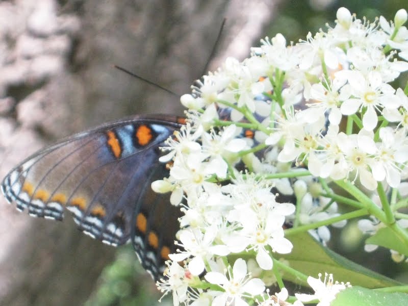 Photinia X Fraseri Stock Photos Photinia X Fraseri Stock Images