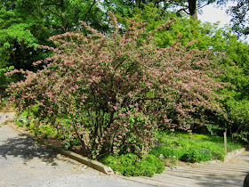 Future Plants By Randy Stewart Weigela