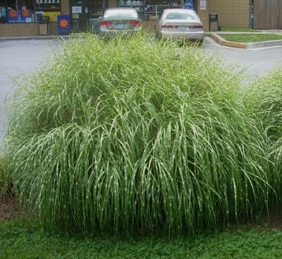 Miscanthus Little Zebra
