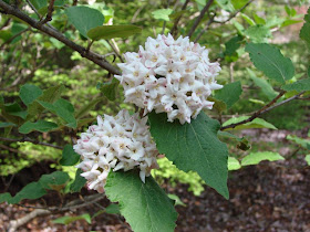 Garden Challenges Deer