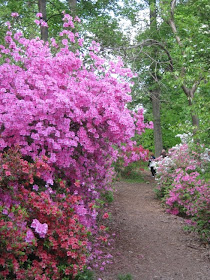 Gogardennow The Gardening Blog Foundation Shrubs For Home Security