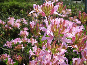 Future Plants By Randy Stewart Azalea Deciduous Hybrids
