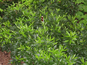 My Virtual Maryland Garden Sarcococca Humilis Sweet Box